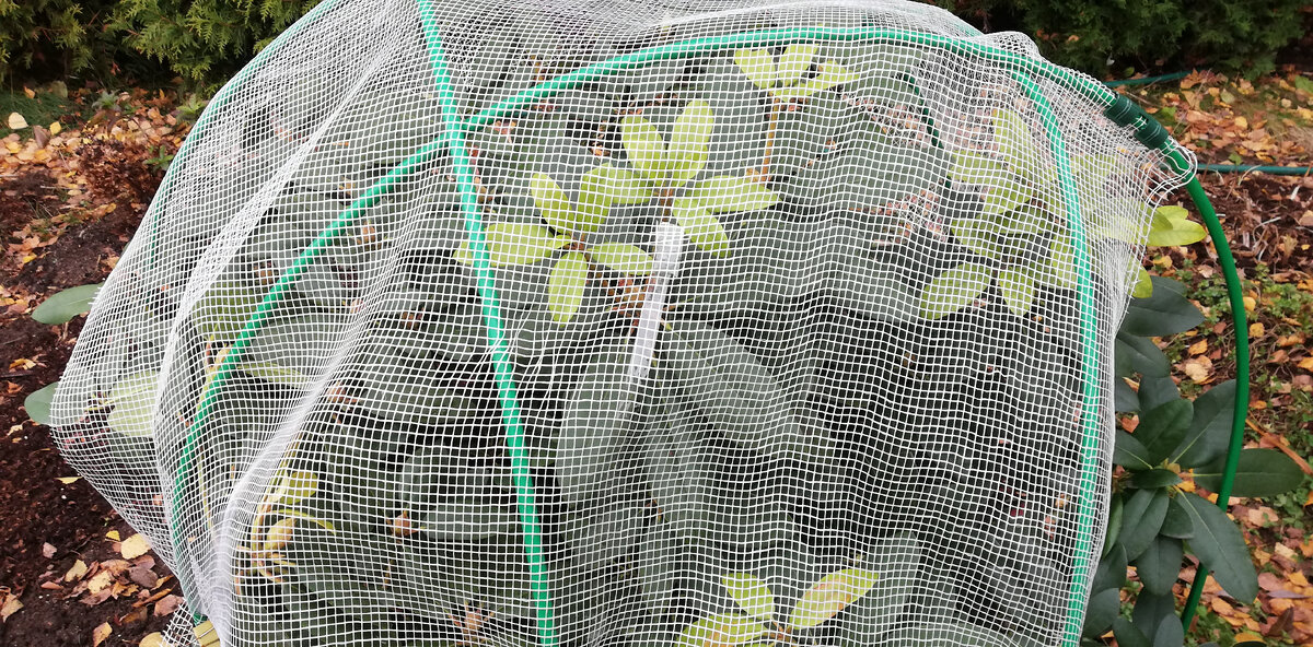 Рододендрон не боится морозов, но солнечные лучи весной могут обжечь цветочные почки. Поэтому укройте кусты Спанбондом или сеткой.