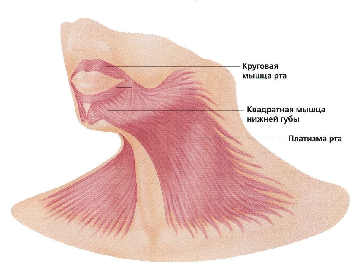 Красивая шея и молодое лицо: как укрепить главную мыщцу красоты простыми  упражнениями за один месяц | Бьюти секреты | Дзен