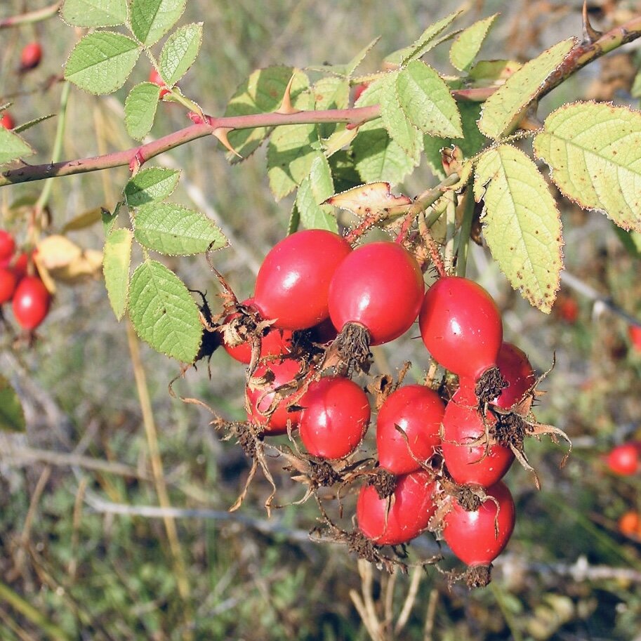 Шиповник лесной