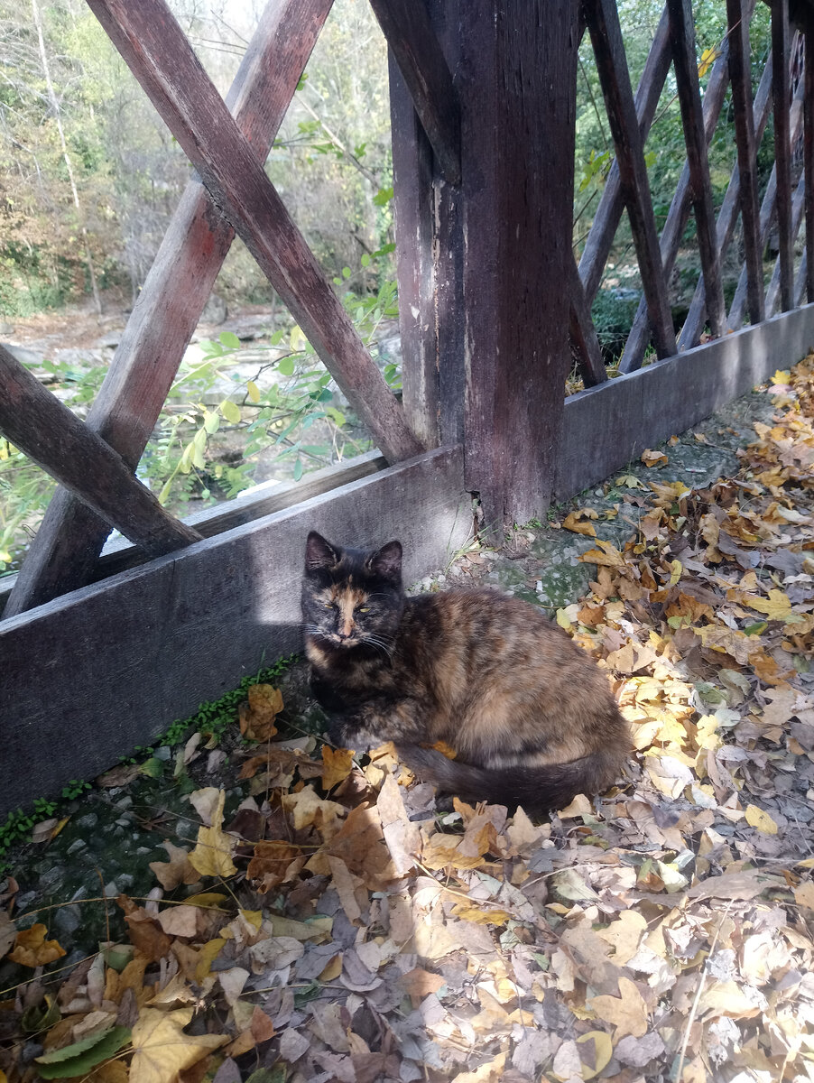 Фото автора Дзен канала "Пошли с Натали"