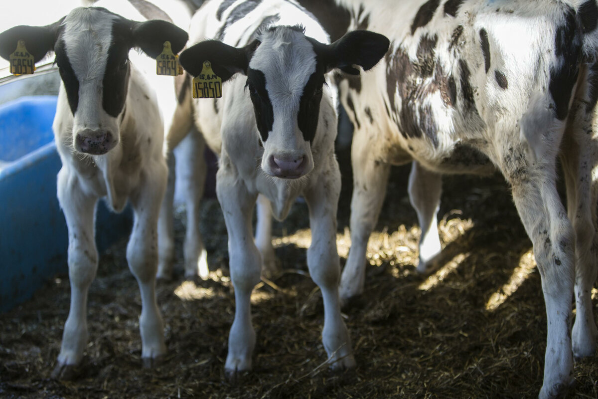 НИКОЛАЙ ГИНГАЗОВ/GLOBALLOOKPRESS 