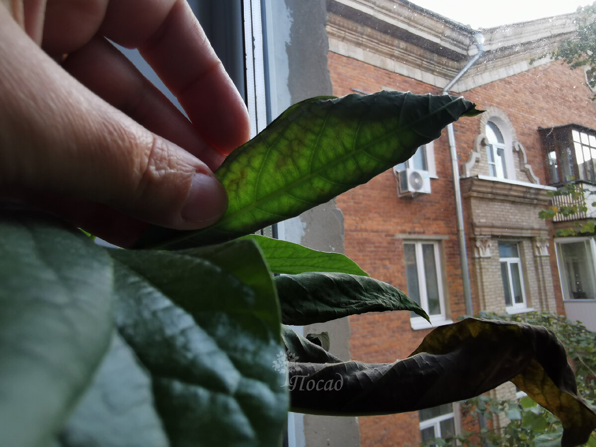 Почему листья авокадо сохнут по краям и что с этим делать