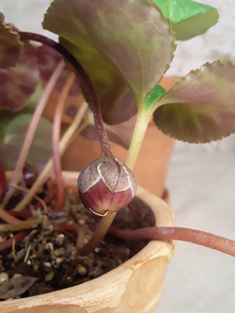 Адаптированный цикламен, готовый плодиться и размножаться