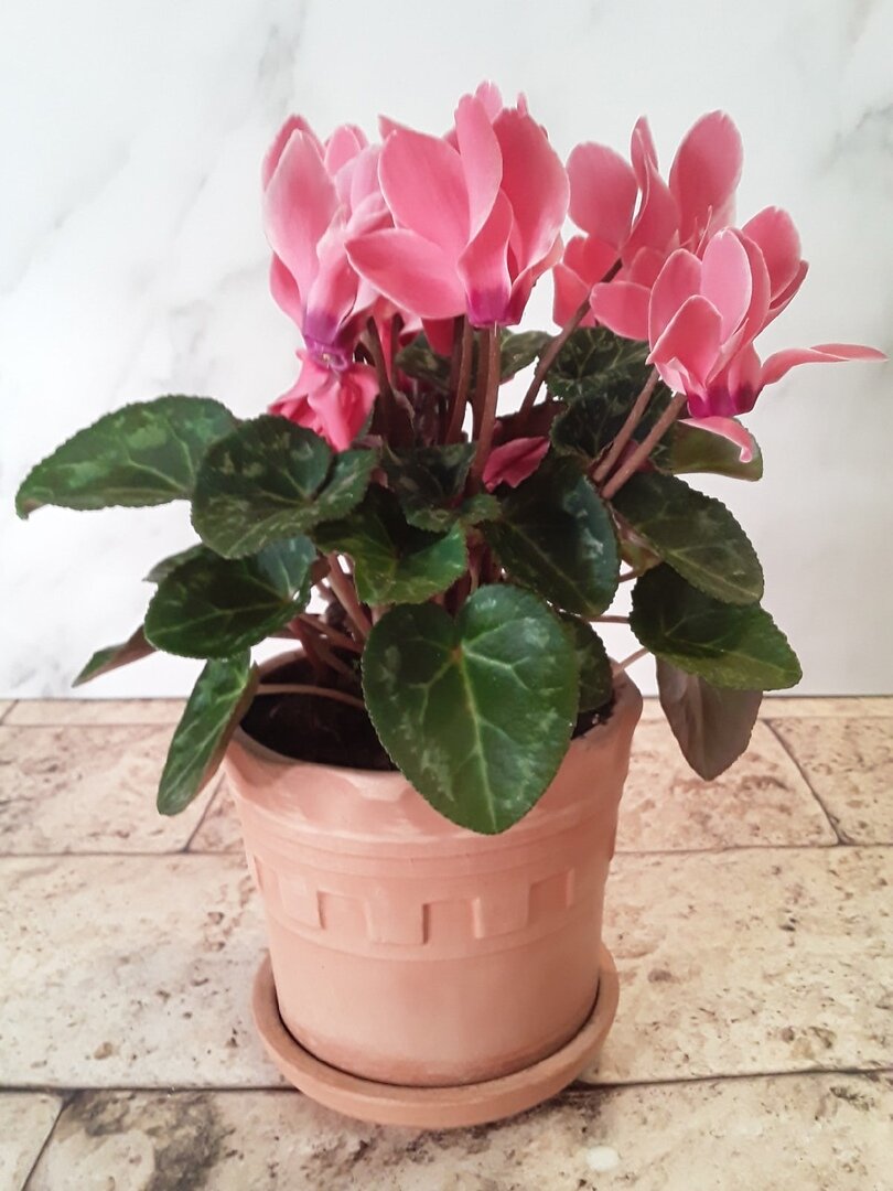 Цикламен в момент покупки