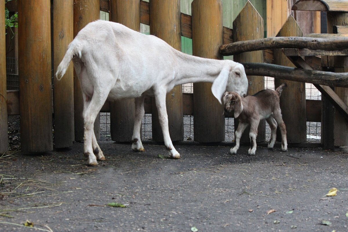 коза с козленком фото с сайта www.vgoroden.ru