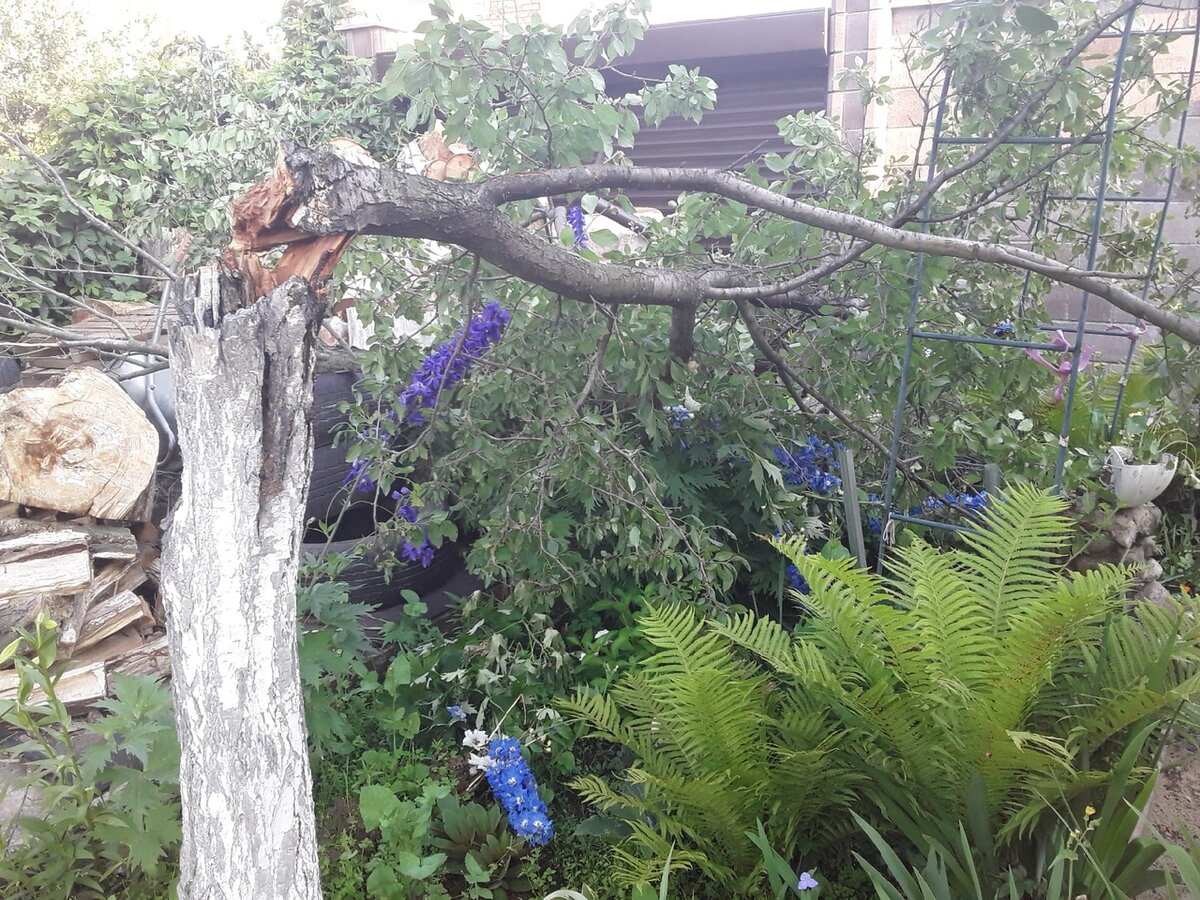 Слива, которая рухнула на наших глазах