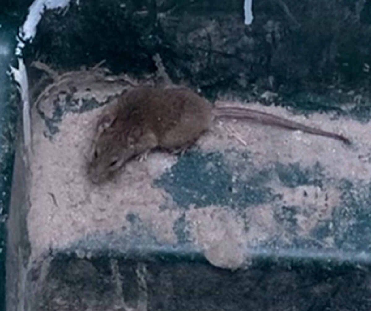 Вроде бы мышка, хотя я не особо их отличаю