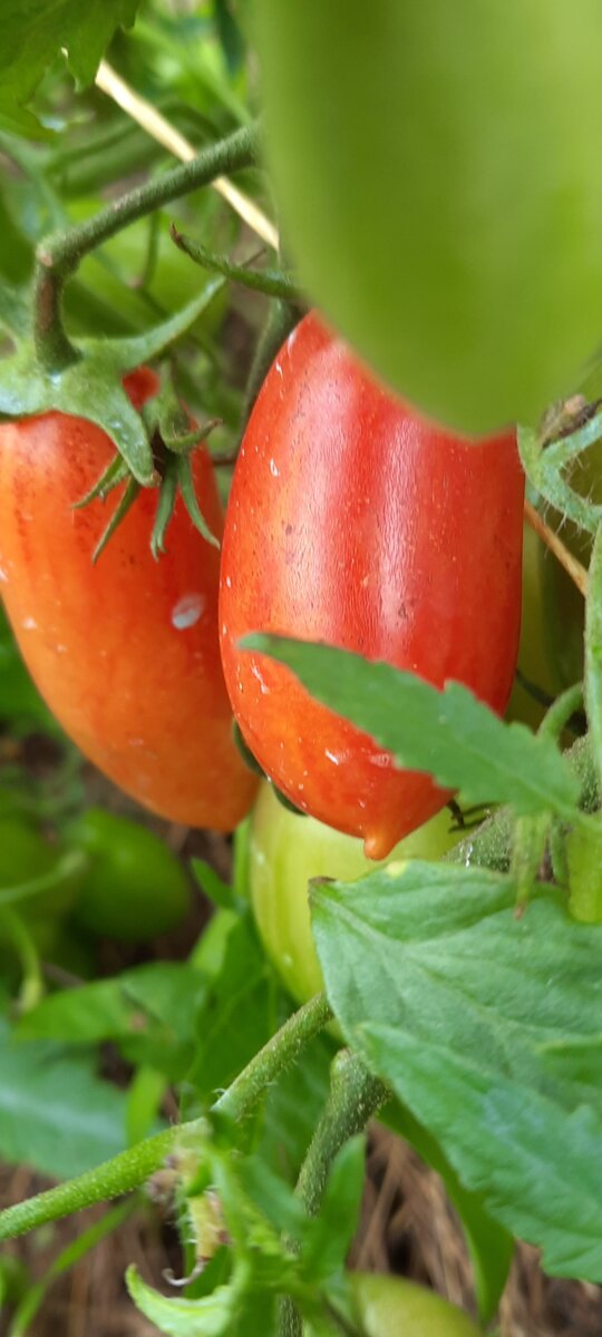 Сорт Килечки- находка для открытого грунта.