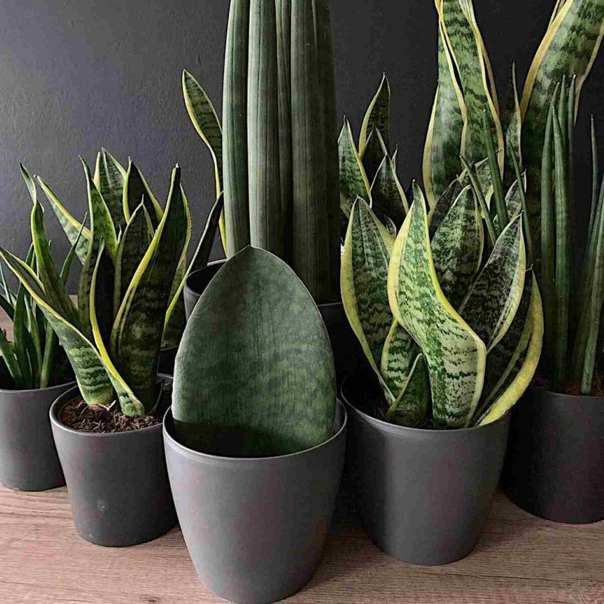 Сансевиерия