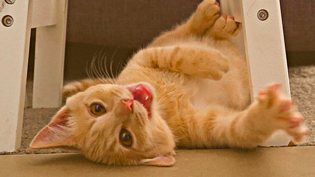 Рыжий Стёпка пострадал от качества корма