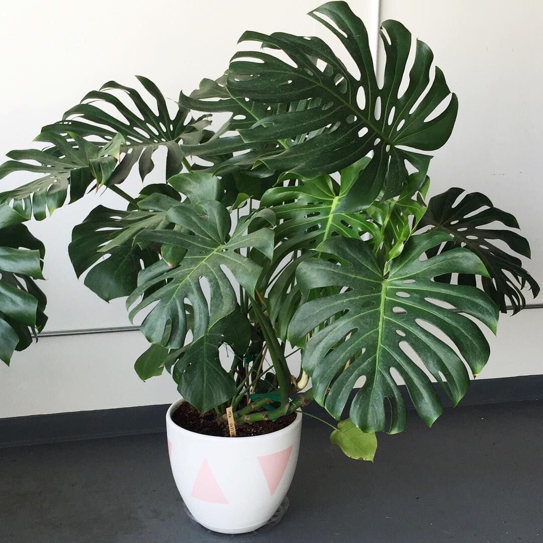 Монстера monstera