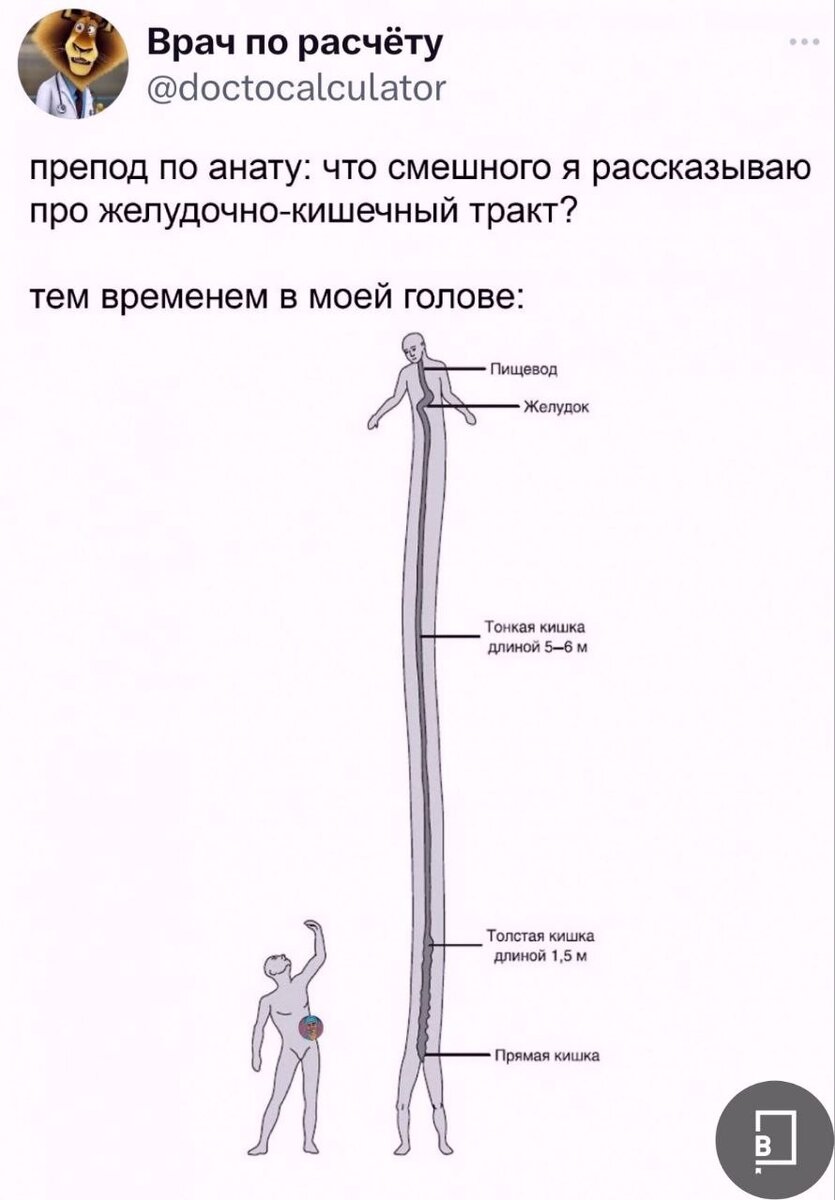 Как я себя чувствую, когда пью кофе и через 10 секунд уже хочу в туалет ахах