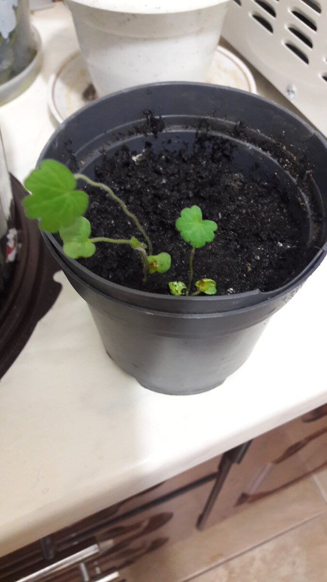 Пока-что живы парочка росточков)