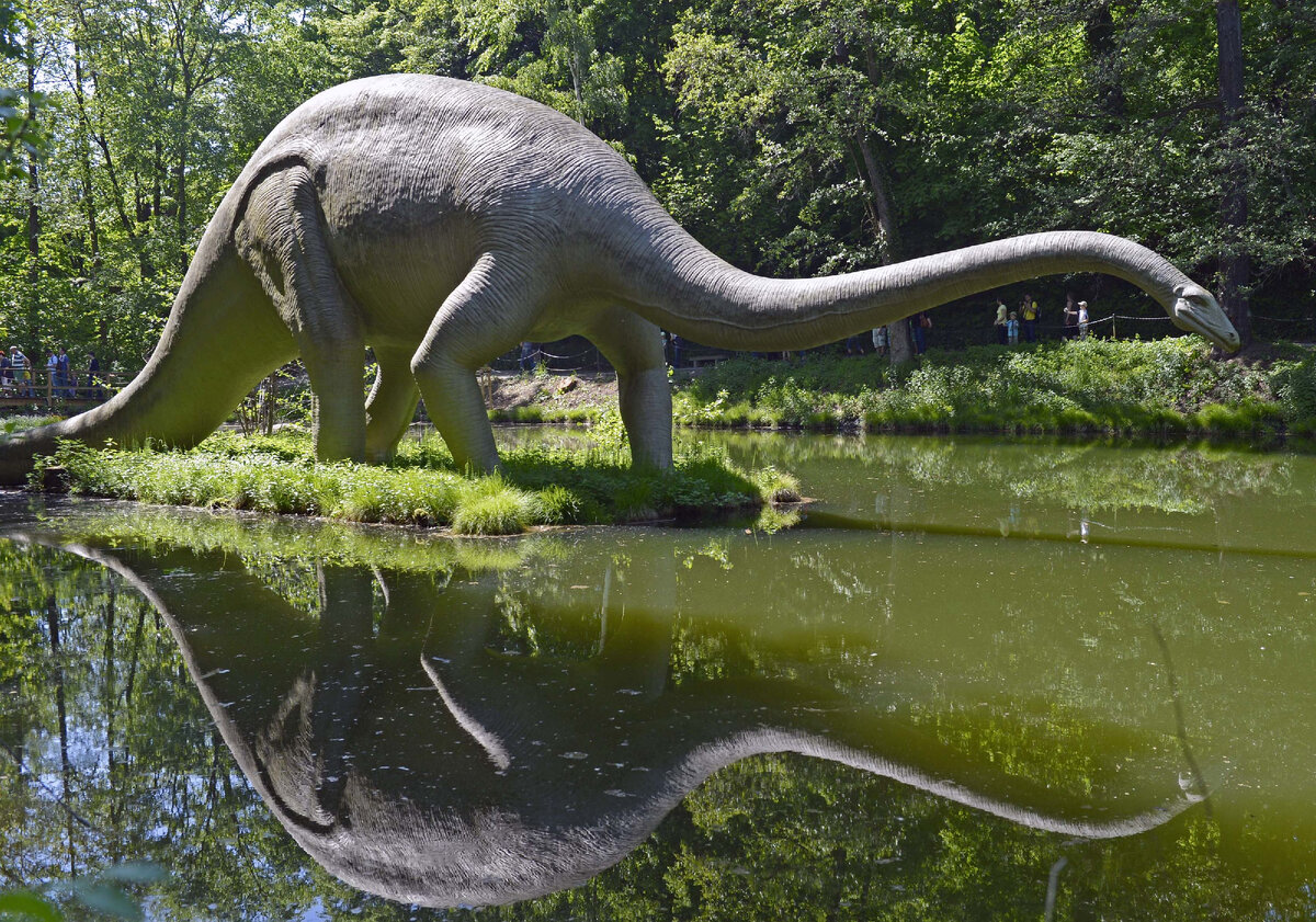 Диплодок малыш. Зауропод и диплодок. Диплодок динозавр. Диплодок аргентинозавр. Эволюция диплодок.