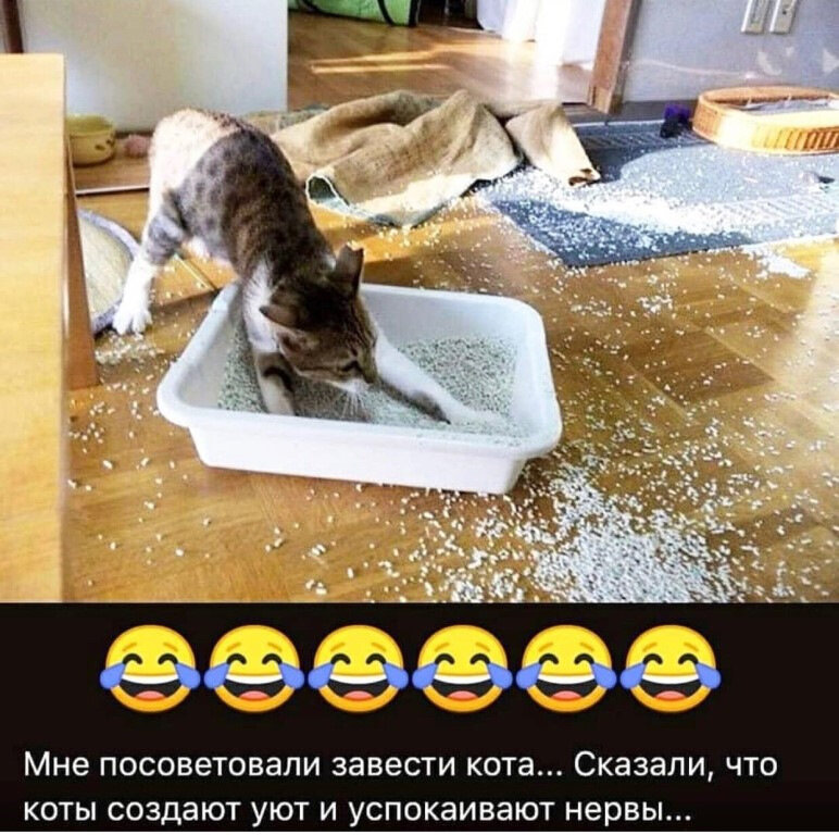 Хочу завести. Коты успокаивают нервы. Заведи кота. Заведи кота говорили они. Мне посоветовали завести кота