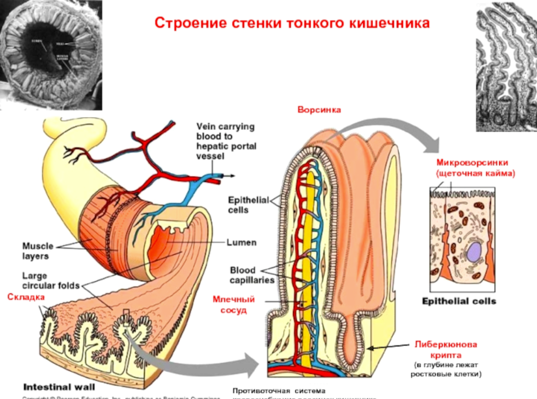 Стенка кишечника картинки