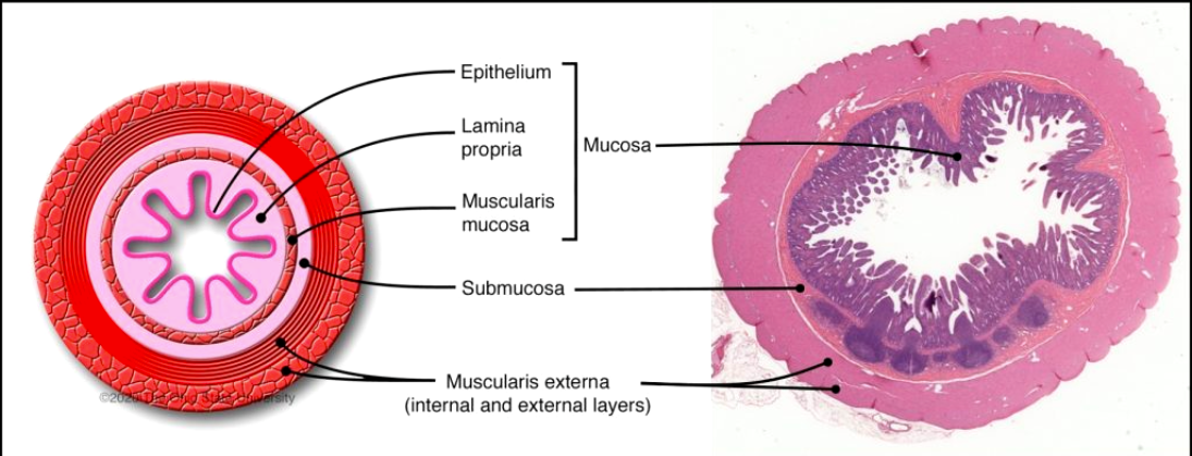 Ламина Проприя. Клетки крипт толстой кишки. Small intestine Histology. Crypt of the small intestine.