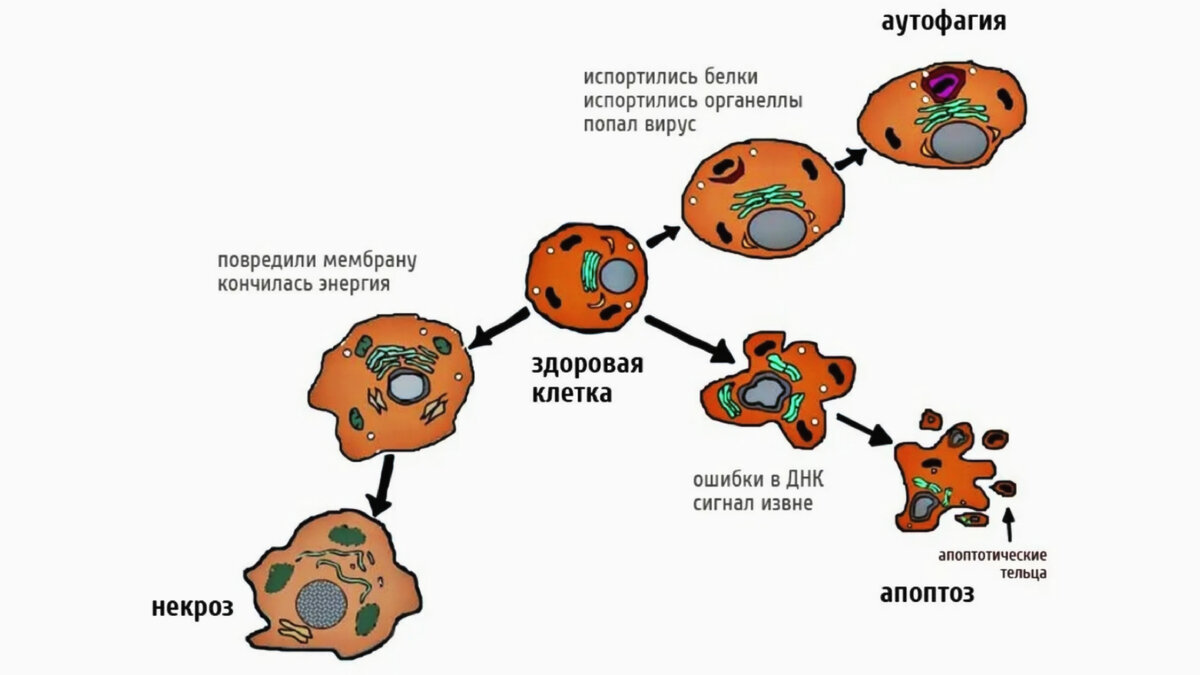 Аутофагия организма