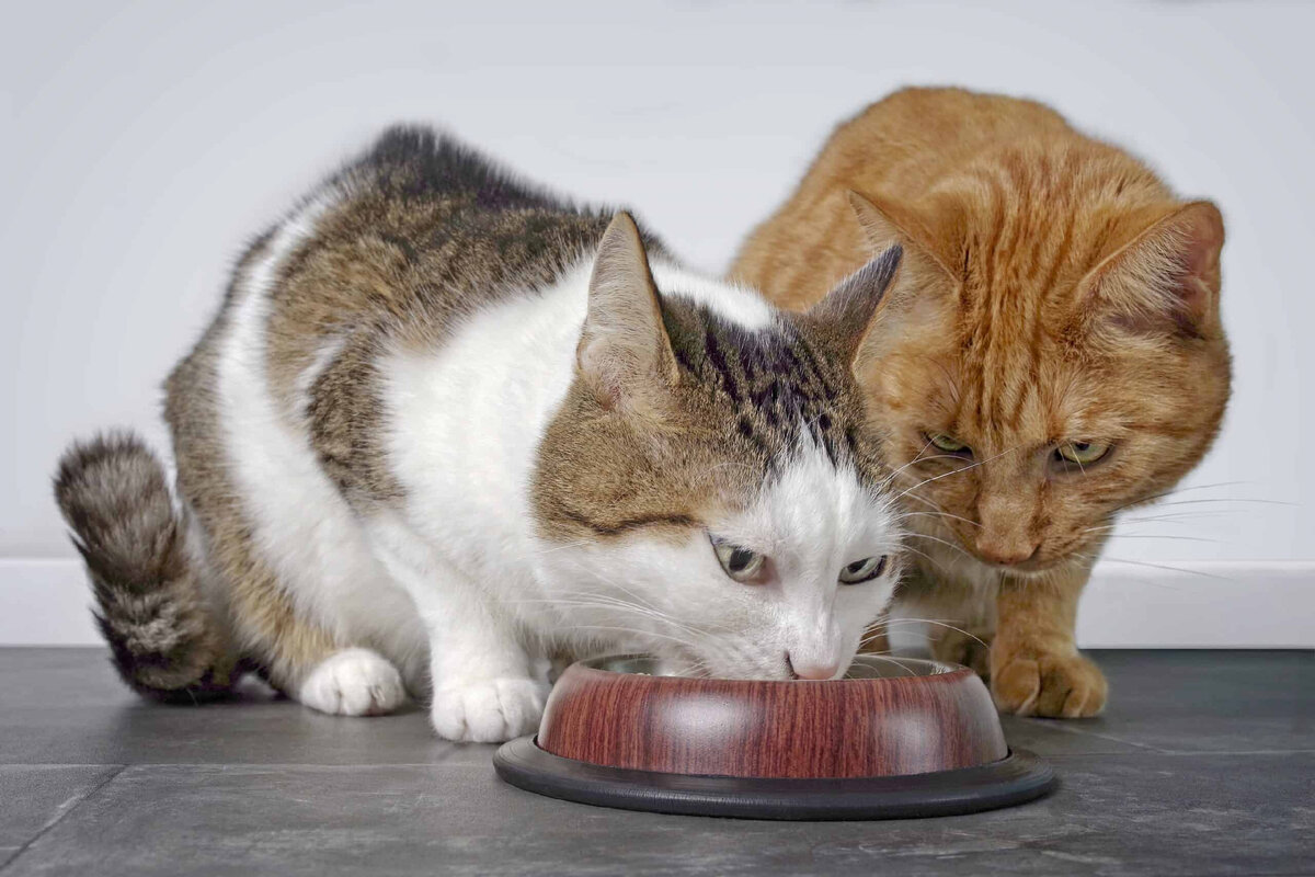 Кошка ест другую кошку