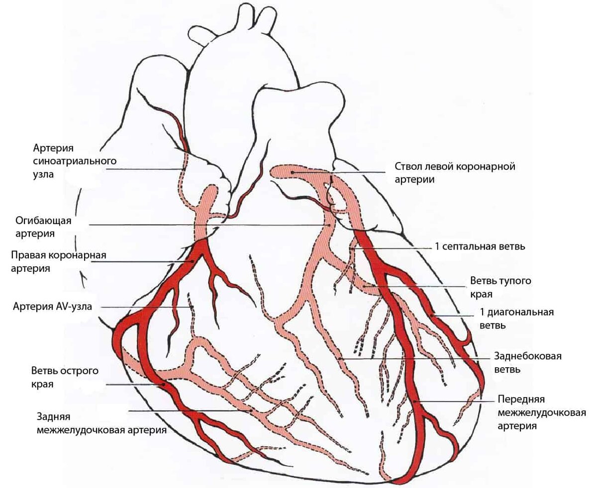Сосуды сердца называются. Коронарные артерии схема. Сосуды сердца схема коронарография. Кровоснабжение сердца анатомия коронарных артерий. Ветвь тупого края левой коронарной артерии.