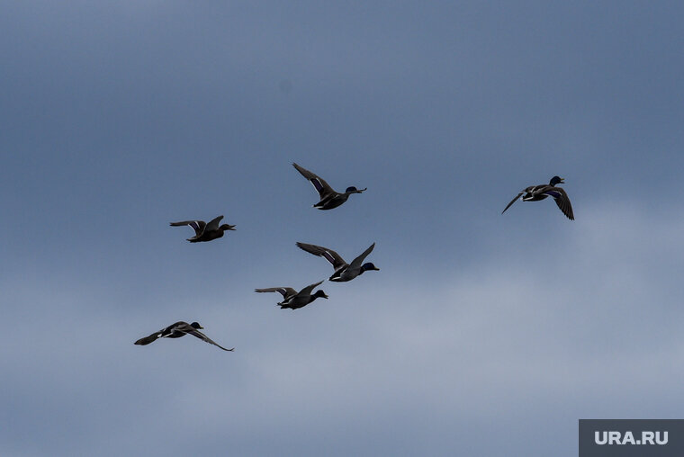    Птиц не должно быть на аэродроме на высоте до 150 метров при взлете самолета