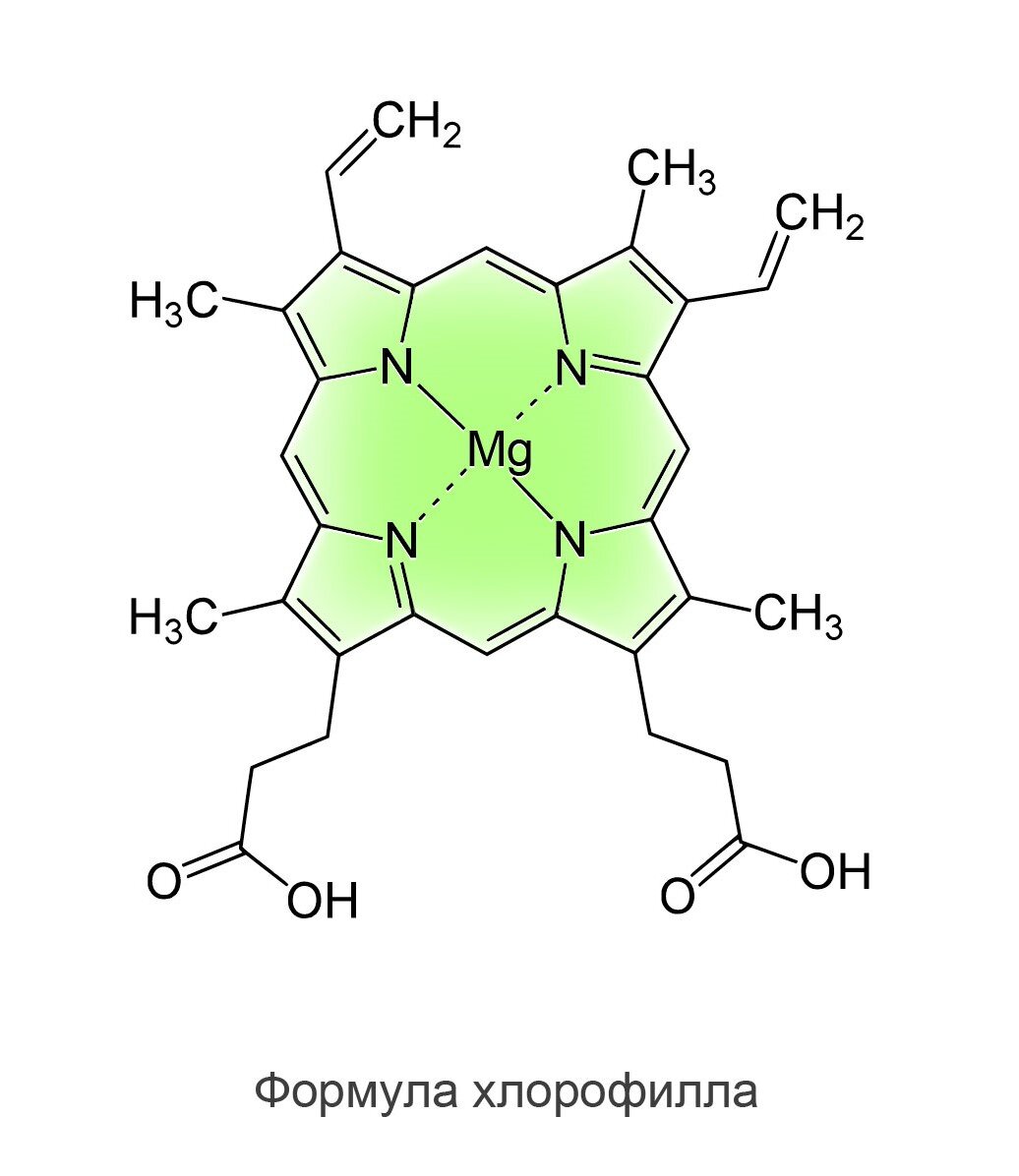 Состав хлорофилла. Строение хлорофилла рисунок. Молекула хлорофилла. Хлорофилл схема.