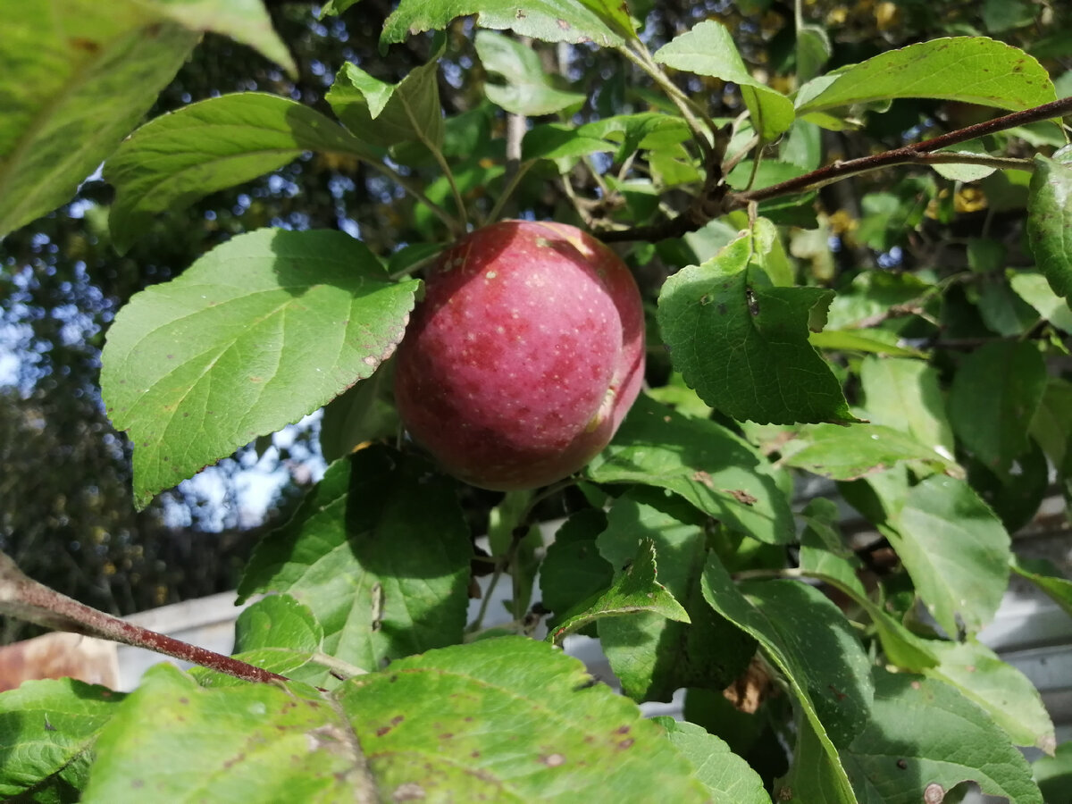 Сорт яблок Спартан