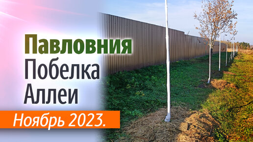 Побелка Павловнии в Аллее ноябрь 2023