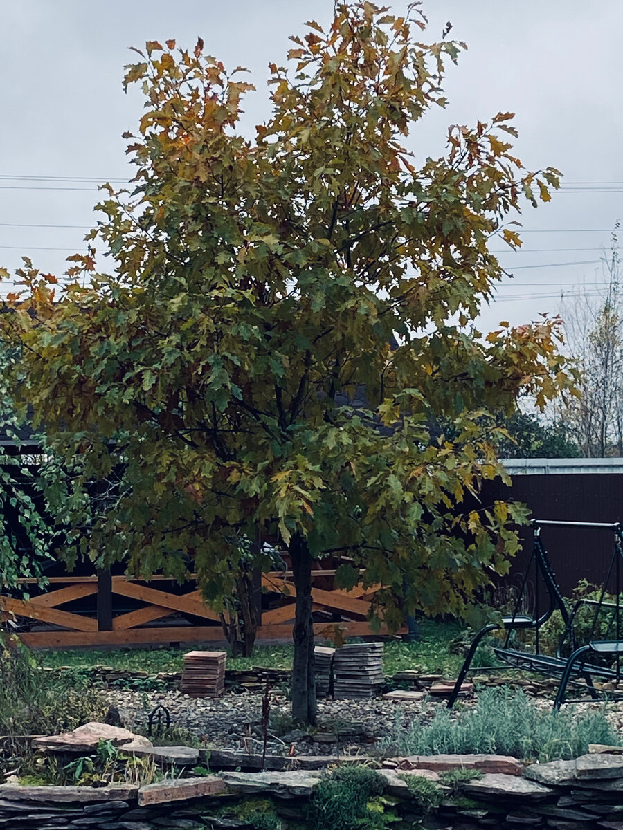 Наш красный дуб в середине октября. Надежда на красные листья еще есть.