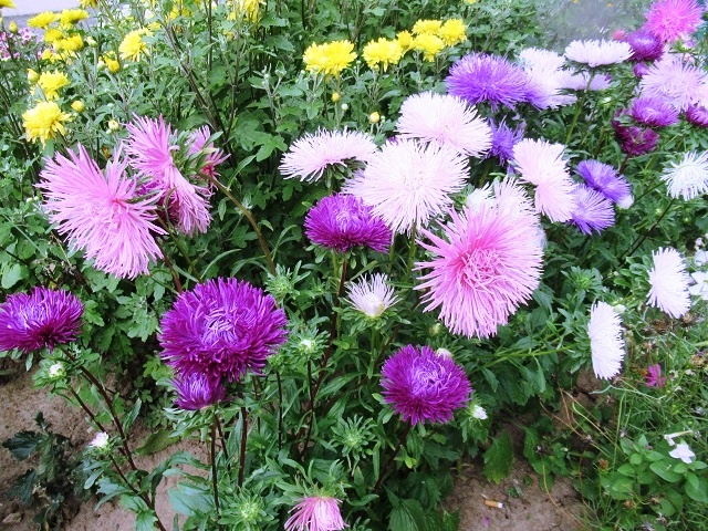 Посадка астр осенью под зиму, чтобы семена прошли закалку холодом и повысилась всхожесть