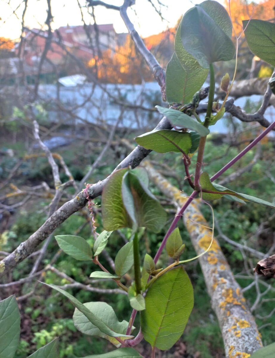 За способность с помощью усиков прикрепляться к опоре кобею лазающую (лазящую)  иногда называют ползучей, вьющейся или цепкой 