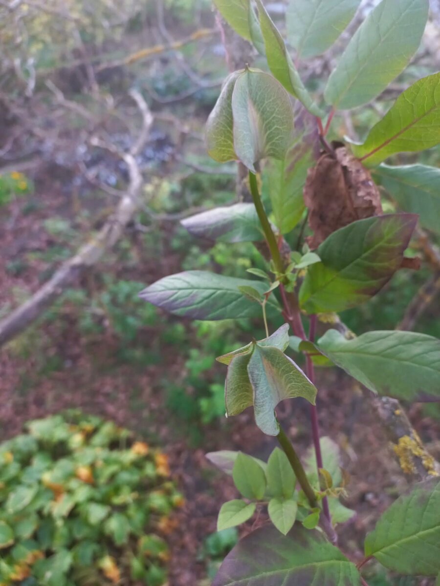 Необычные бутоны кобеи 30 октября