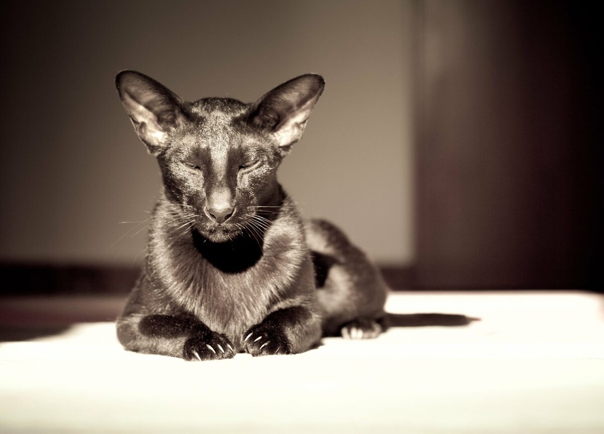 Ориентальная кошка (ориентал) | Смешные кошки | Дзен
