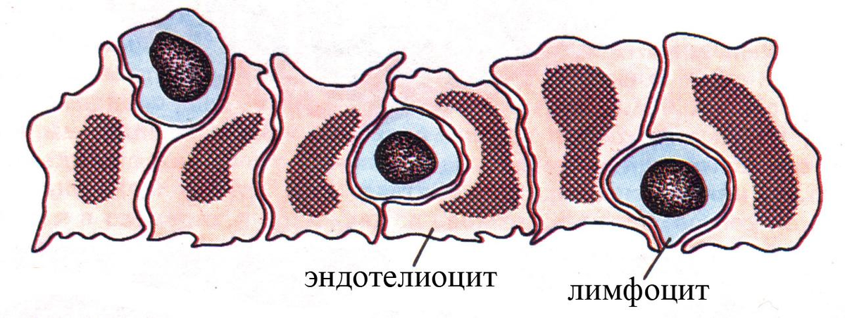 Схема циркуляции лимфоцитов в лимфатическом узле гистология