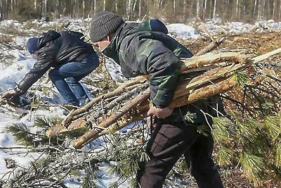    Незаконный сбор валежника в Мытищах ©сайт администрации Мытищ