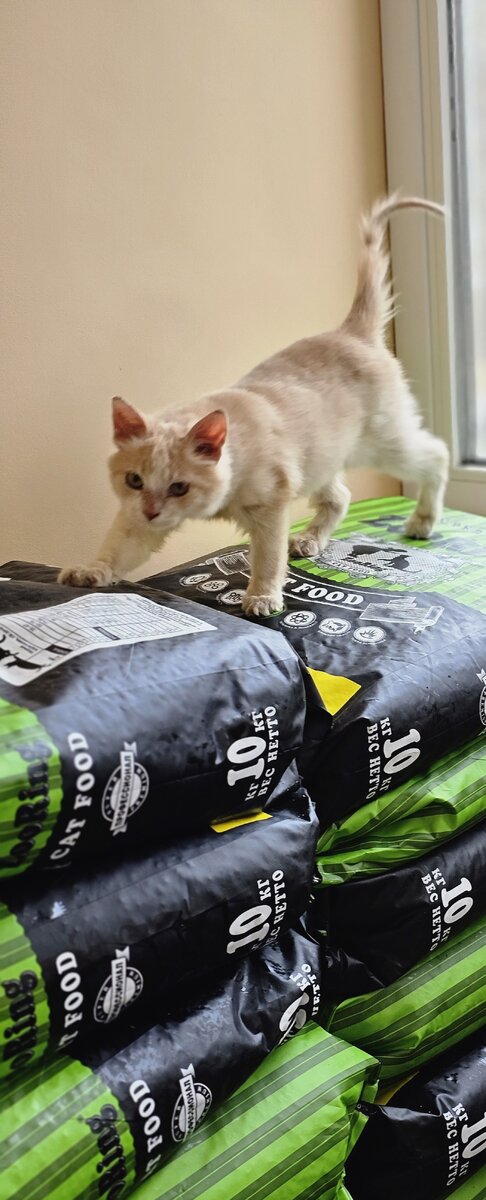 Фото автора. Потап посчитал мешки. Хватит на несколько дней.