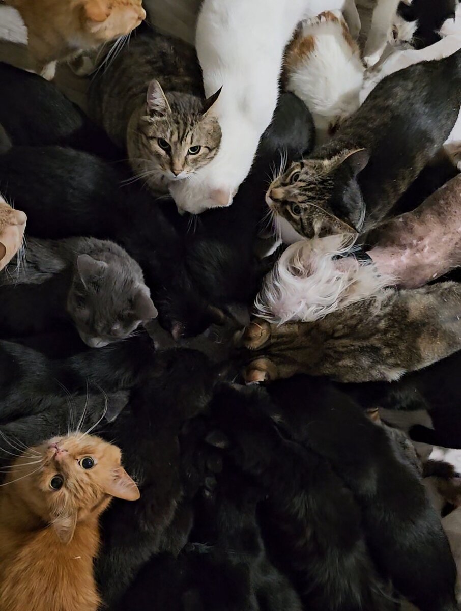 Фото автора. Котики.