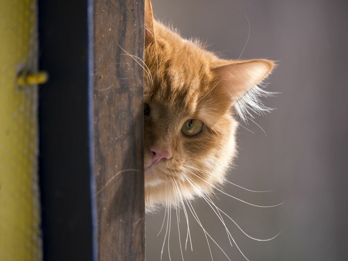 (иллюстрация из интернета)