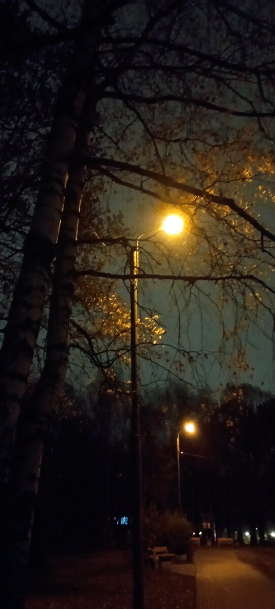 01.11.2023 г. Вечер. Лианозовский парк. Фото автора.