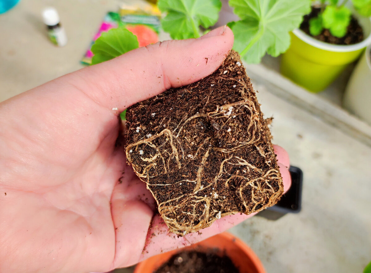 Хорошо укорененный черенок. Подкормка удобрениями с Фосфором.