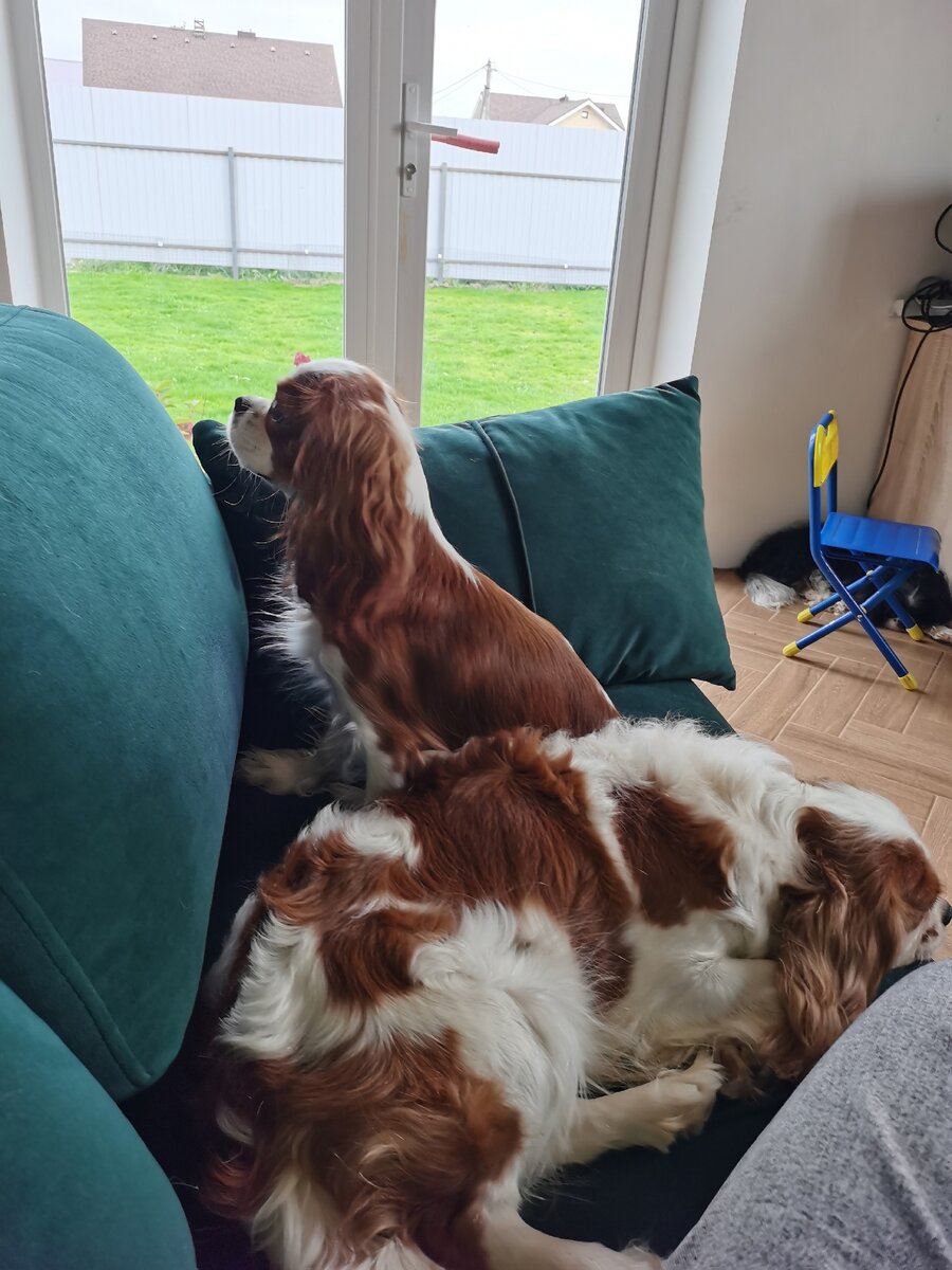 Кавалер кинг чарльз спаниели питомника Максборд