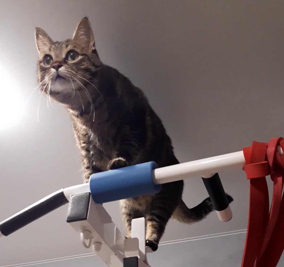 Кузя на вершине😺👋