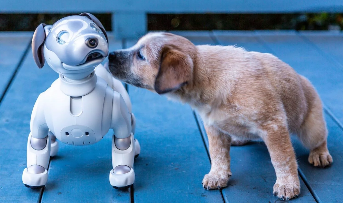 какие собаки будут в будущем. щенок будущего. робот зверь. робособака айбо. собака киборг.