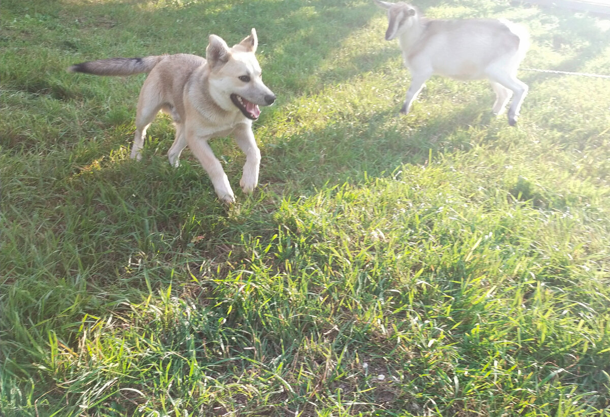 Лаки играет с Бусей - это наша козонька 🥰 