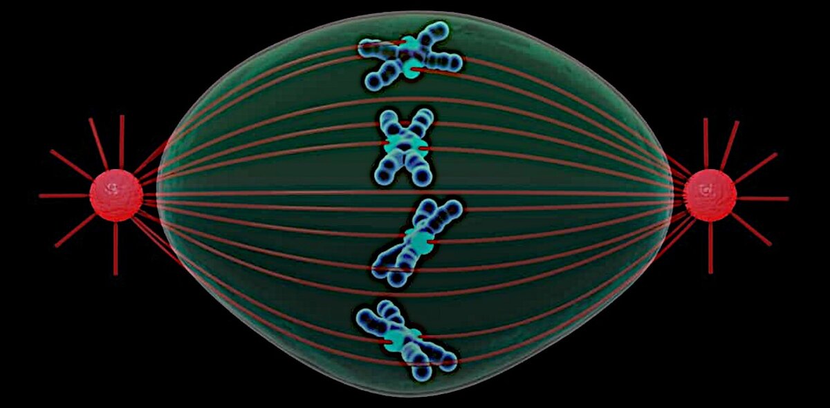 Митотическое веретено делящейся клетки