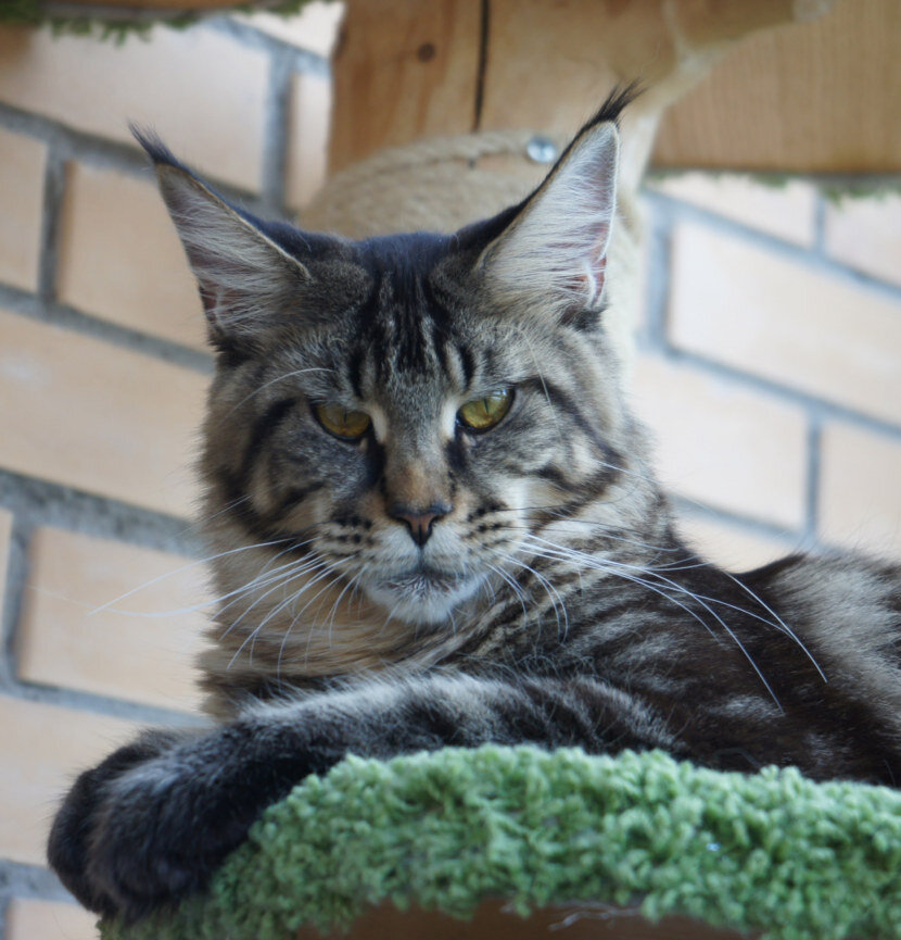 Котенок майкун. Мейн-кун. Кот Мейн кун. Мейн кун Аборигенная порода. Мэйн кошка Мейн кун.