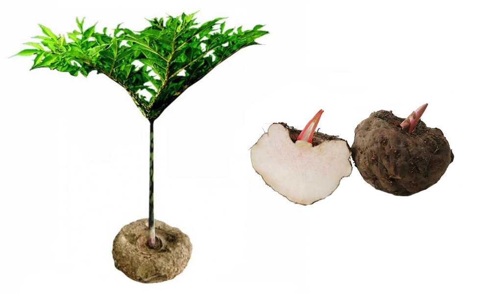 Растение Аморфофаллус, из клубня которого получают конжаковую камедь