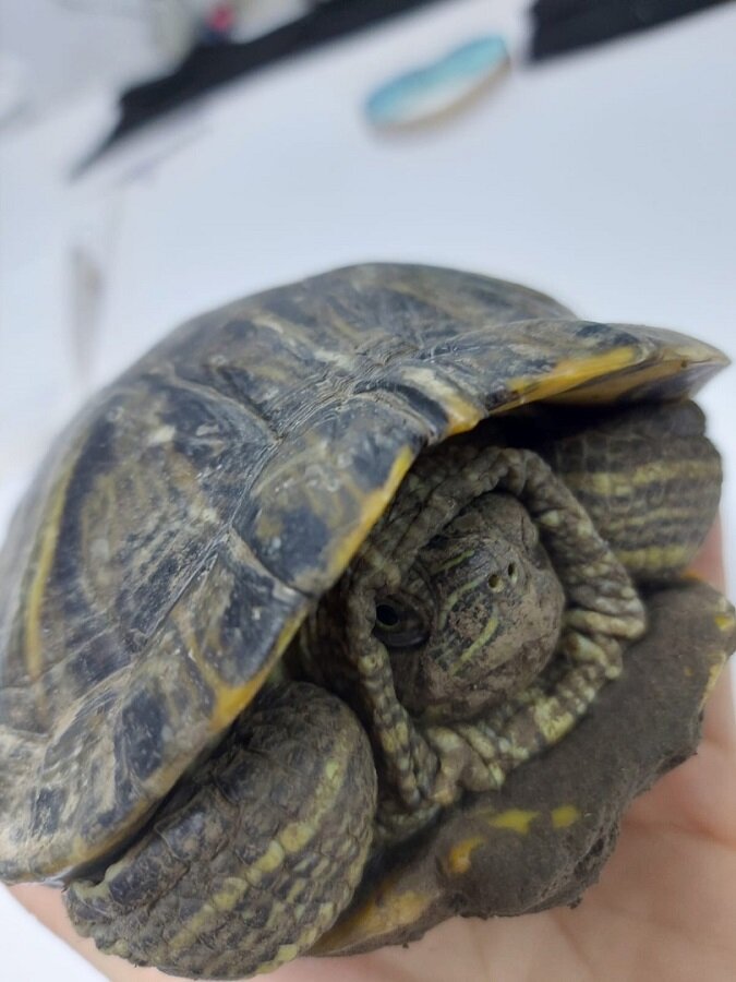 Turtle write