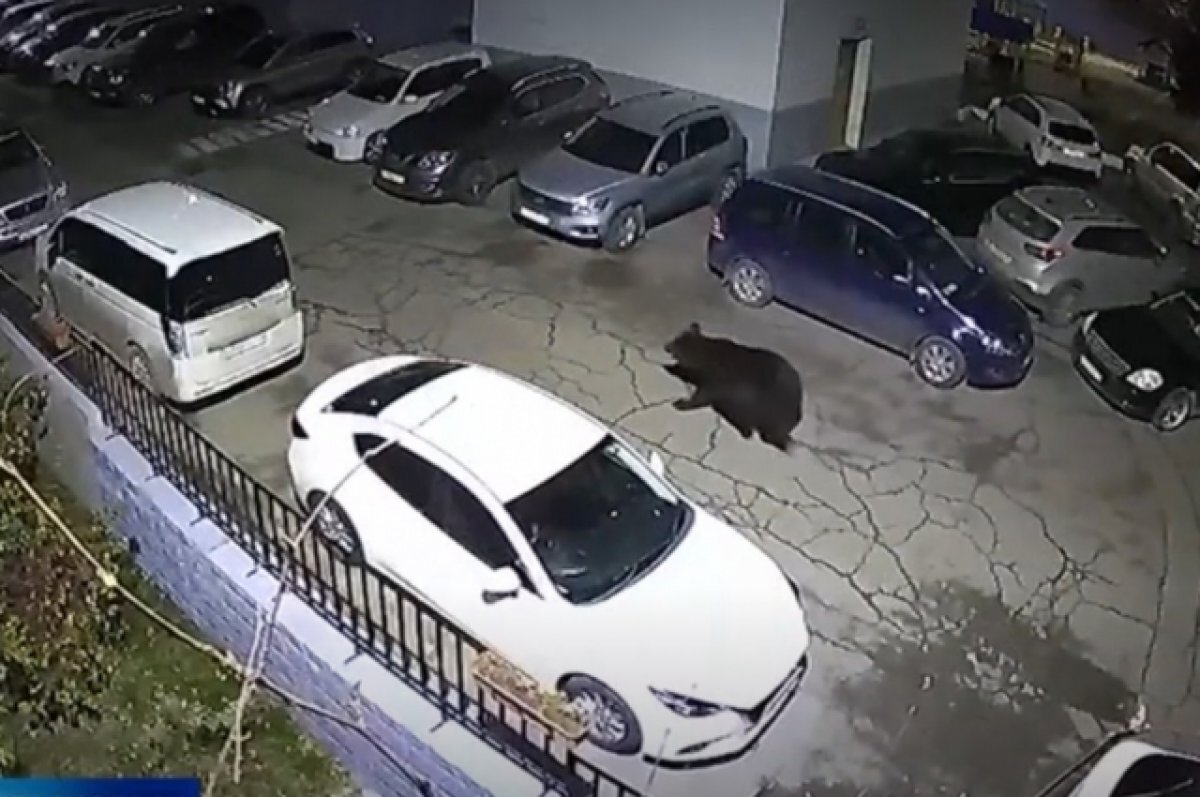    Разгуливающий по Красноярску медведь мог сбежать из частного питомника