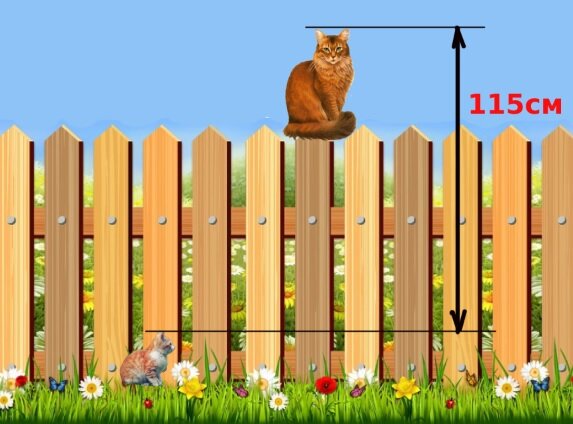 Кошка на заборе, котёнок у забора. /на картинке указано расстояние 115 см/